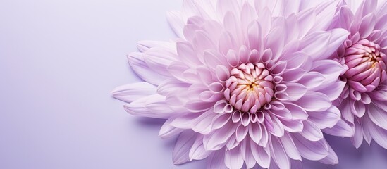 Lilac flower petals isolated on a isolated pastel background Copy space