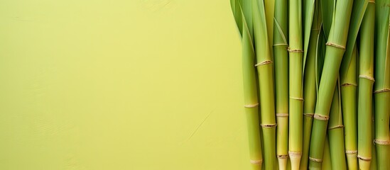 Sugarcane against isolated pastel background Copy space