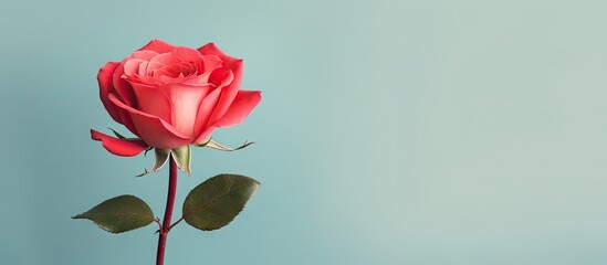 Obraz premium Red rose against isolated pastel background Copy space