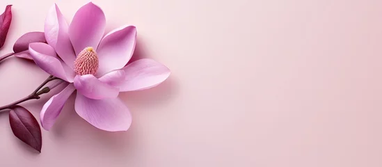 Tuinposter Purple magnolia flower on a isolated pastel background Copy space with clipping path © HN Works