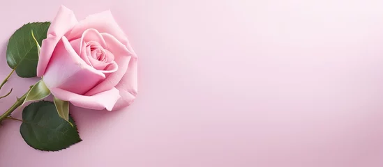 Rolgordijnen Pink rose on isolated pastel background Copy space for wallpaper © HN Works