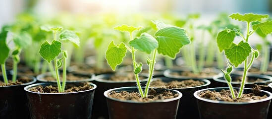 Selective focus and shallow depth of field capture the sprouting of young cucumber seedlings in plastic pots during greenhouse cultivation isolated pastel background Copy space