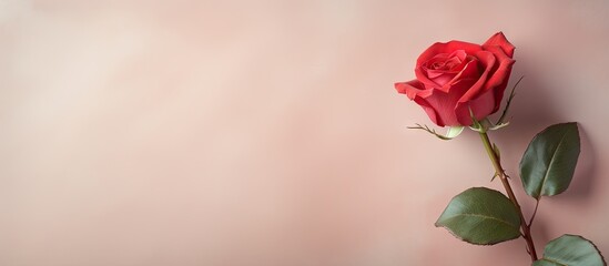 Red rose against isolated pastel background Copy space