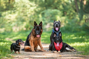 two german shepherd dog, american staffordshire terrier and dachshund in the summer park.  - obrazy, fototapety, plakaty
