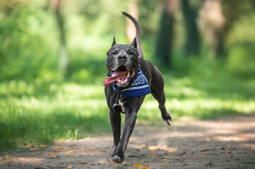 funny american staffordshire terrier running in the park - obrazy, fototapety, plakaty