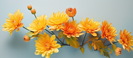 Orange yellow chrysanthemum flowers alone against isolated pastel background Copy space