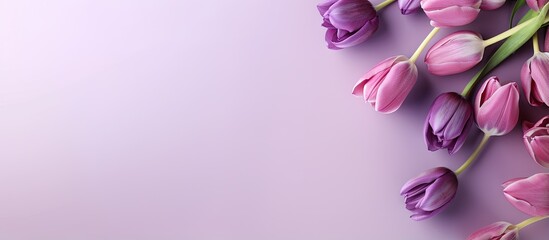 Purple tulips in a isolated pastel background Copy space - obrazy, fototapety, plakaty