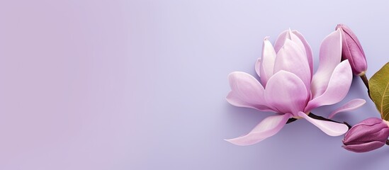 Purple magnolia flower on a isolated pastel background Copy space with clipping path