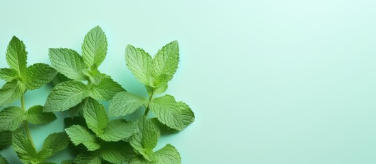 Mint leaves pattern seen from above alone on isolated pastel background Copy space