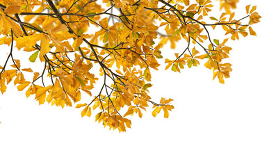 Isolated autumn leaves on white background