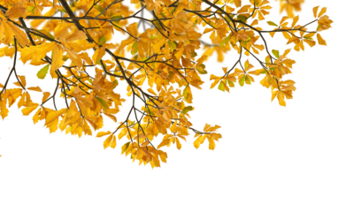 Isolated autumn leaves on white background
