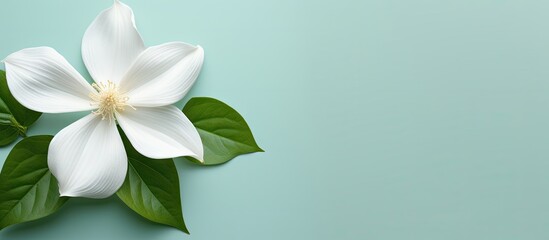 Trillium wildflower stands alone on a isolated pastel background Copy space