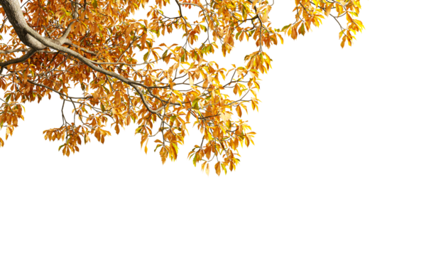 Autumn leaves isolated on white background