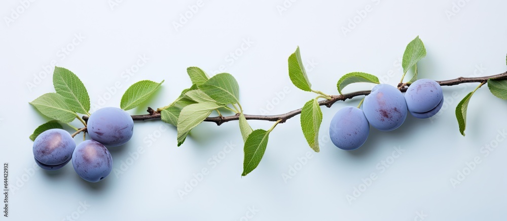 Poster Packaging design with isolated blue plums on a isolated pastel background Copy space including a clipping path