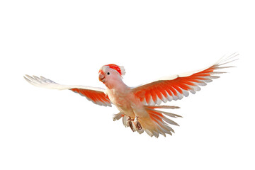 Beautiful of Major Mitchell's Cockatoo flying isolated on transparent background png file