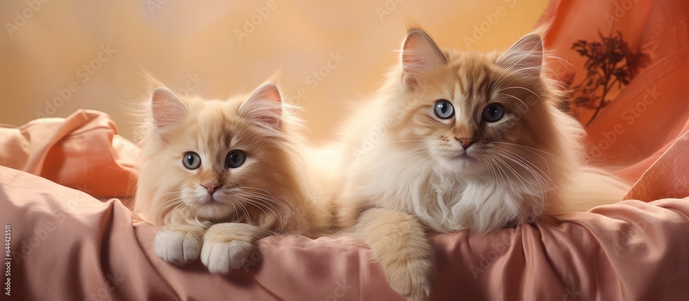 Poster two red siberian kittens resting together in their den set against a isolated pastel background copy