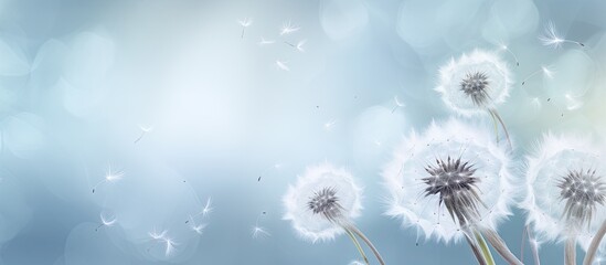 White dandelion seeds beautiful and fuzzy puff in the air isolated pastel background Copy space