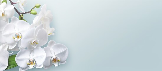 White orchid branch isolated pastel background Copy space