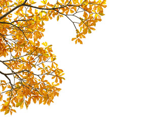 Autumn leaves background