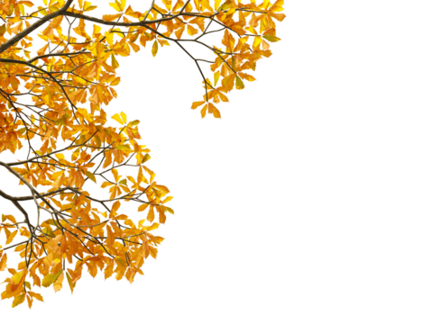 Autumn leaves background