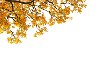 Autumn leaves isolated on white background © Buffstock