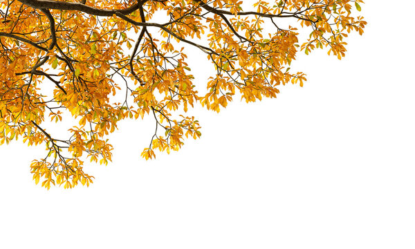 Autumn leaves isolated on white background