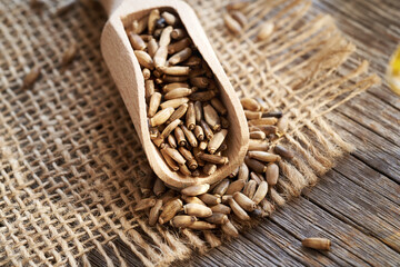 Milk thistle seeds on a wooden scoop