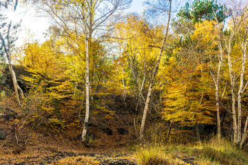 yellow autumn landscape of beautiful birch tree forest with season fall leaves , green pines, bushes and blue sky on background