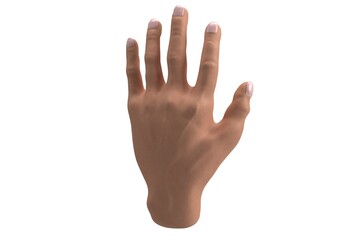 3d Illustration: Human Hand with Realistic Skin