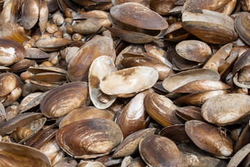 The swan mussel (large species of freshwater mussel) on the banks of the river