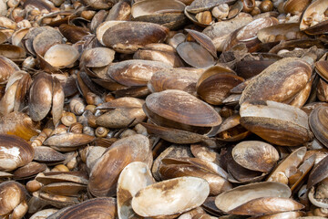 The swan mussel (large species of freshwater mussel) on the banks of the river
