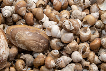 The Freshwater snail on the banks of the river