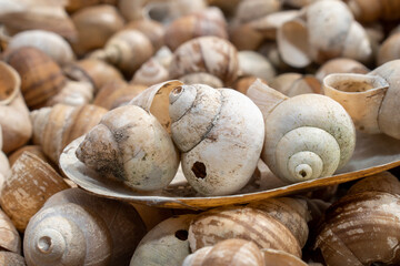 The Freshwater snail on the banks of the river