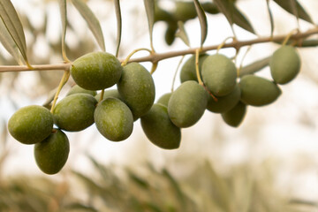 olive branch with olive for olive oil cultivation