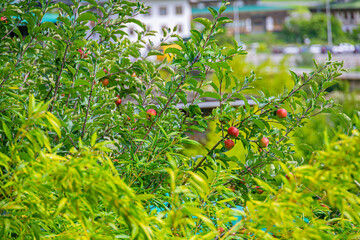 Deliciously looking red apples growing on apple tree in Paro, Bhutan