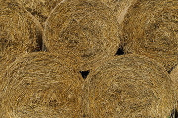 Harvest straw and hay on agricultural field in summer. Rural landscape with hay and straw.