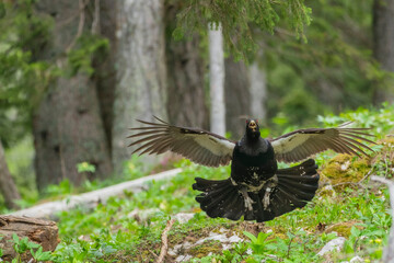 Western capercaillie (Tetrao urogallus) in the forest in Prevalje region, in Slovenia