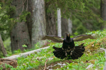 Western capercaillie (Tetrao urogallus) in the forest in Prevalje region, in Slovenia