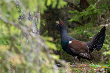 Western capercaillie (Tetrao urogallus) in the forest in Prevalje region, in Slovenia