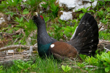 Western capercaillie (Tetrao urogallus) in the forest in Prevalje region, in Slovenia
