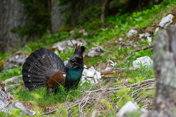 Western capercaillie (Tetrao urogallus) in the forest in Prevalje region, in Slovenia