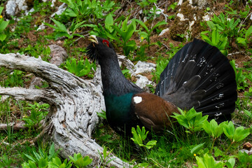 Western capercaillie (Tetrao urogallus) in the forest in Prevalje region, in Slovenia