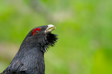 Western capercaillie (Tetrao urogallus) in the forest in Prevalje region, in Slovenia