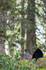 Western capercaillie (Tetrao urogallus) in the forest in Prevalje region, in Slovenia