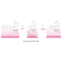 Biotransformation of ATP to AMP via enzymatic synthesis and hydrolysis. Skeletal formula diagram showing metabolism of biochemical molecules for science and education.  horizontal orientation. pink. © Basstock