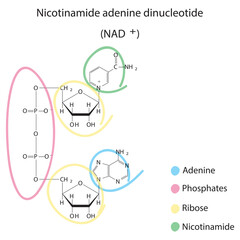 Structure of NAD+ (Nicotinamide adenine dinucleotide) showing nicotinamide, ribose and phosphate - biomolecule, skeletal structure diagram on on white background. Scientific diagram vector 