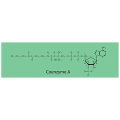 Structure of Coenzyme A biomolecule, co factor skeletal structure diagram on on green background. Scientific diagram vector illustration.