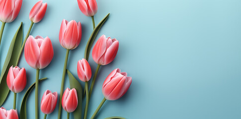 Pink tulips on blue background or mock up, presentation, backdrop, congratulations, birthday, wedding