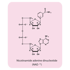 Structure of NAD+ (Nicotinamide adenine dinucleotide - biomolecule schemiatic skeletal structure diagram on on pink background. Scientific diagram vector illustration.