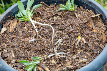 Alstroemeria seedlings replanted in a black pot  